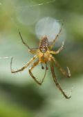 Metellina segmentata (cfr.)